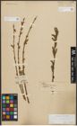 Foto von Salix purpurea L.